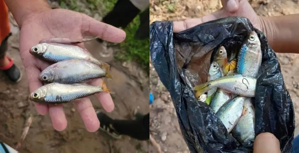Fenómeno de la lluvia de peces reaparece en Yoro tras intensas precipitaciones