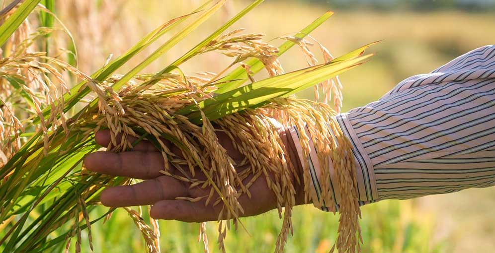 Récord en productividad de arroz reportan en Comayagua