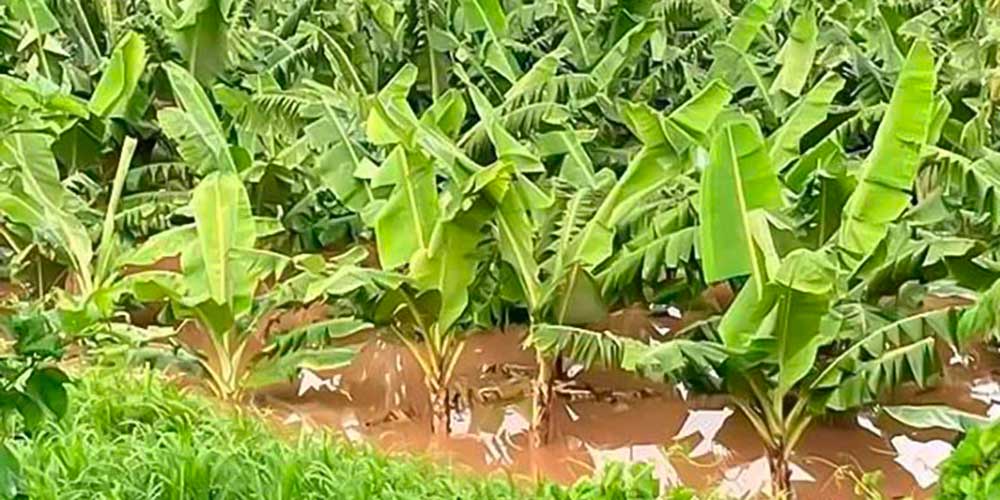 Los desastres naturales causaron 3,26 billones en pérdidas agrícolas en 33 años