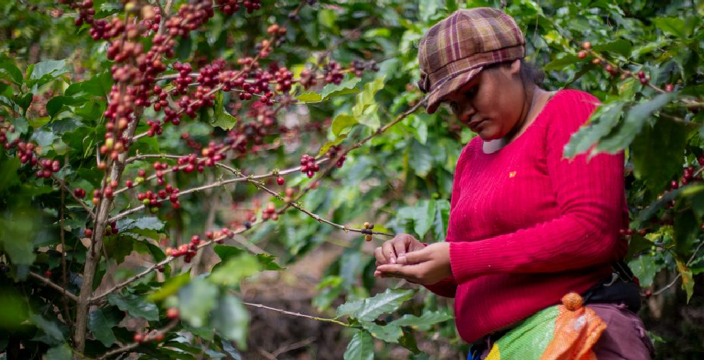Café hondureño mantiene acceso al mercado tras retraso de ley de deforestación